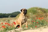 BULLMASTIFF 198